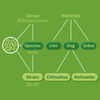 Genus, species, strain explanatory infographic green